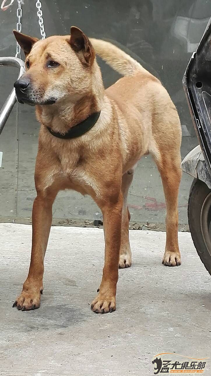 广西土猎犬，传承与新生的瑰宝犬只