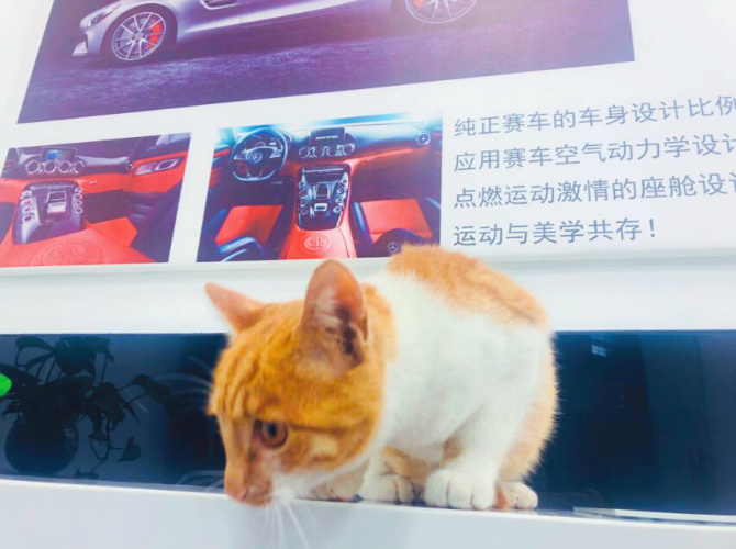 猫咪最新版链接,猫咪最新版链接，高科技产品重塑猫奴生活，体验前所未有的智能时代