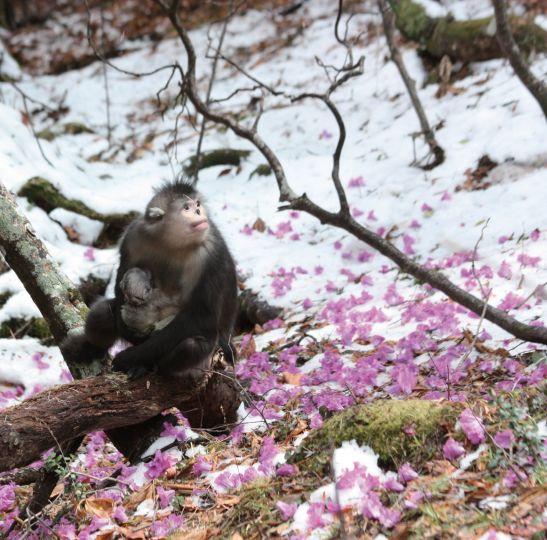 马革裹尸