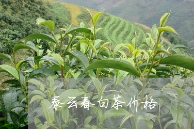 太云白茶价格探索，一场心灵宁静之旅